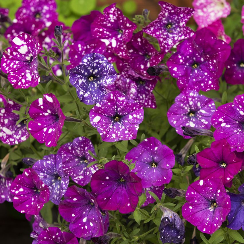 Petunia F1 'Dot Star Dark Violet' lila trumpetliknande blommor med vita fläckar