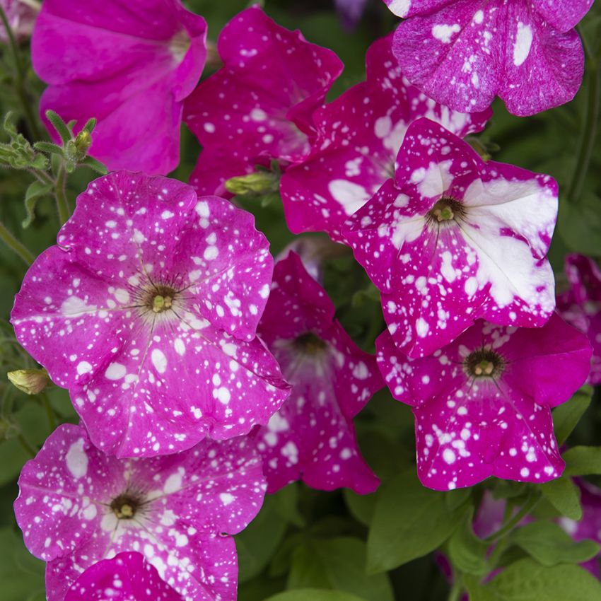 Petunia F1 'Dot Star Deep Pink' rosa trumpetformade blommor fläckar i vitt