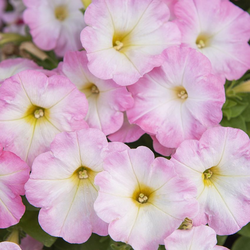 Petunia F1 ''Triology Salmon Morn'', Romantiskt vita och pastellrosa blommor.