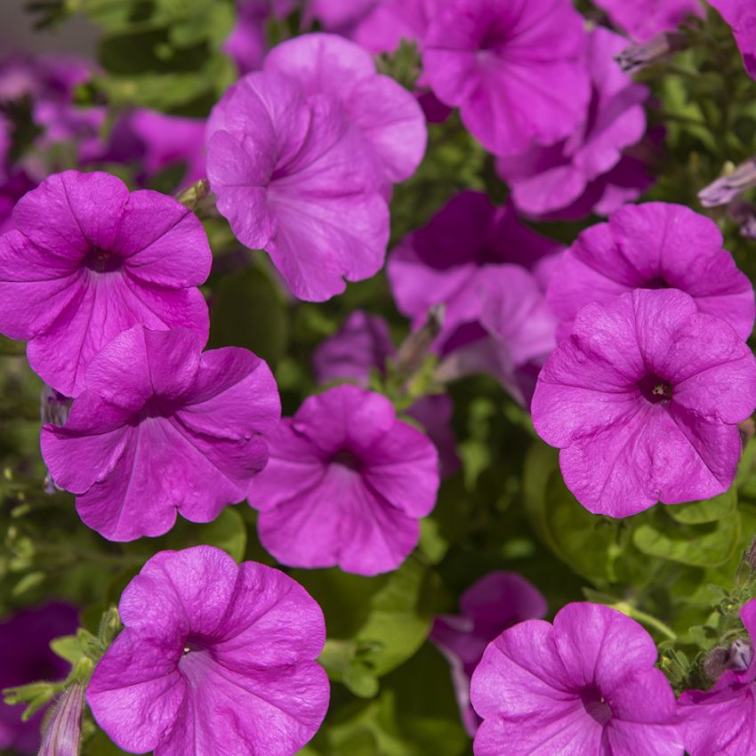 Petunia F1 ''''Explorer Lavender''''. Skimrande, intensivt lavendellila, stora b