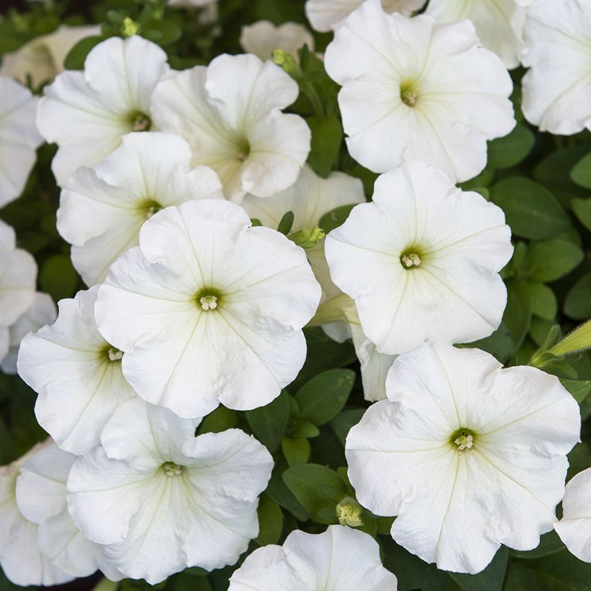 Petunia F1 ''''Trilogy Lime''''