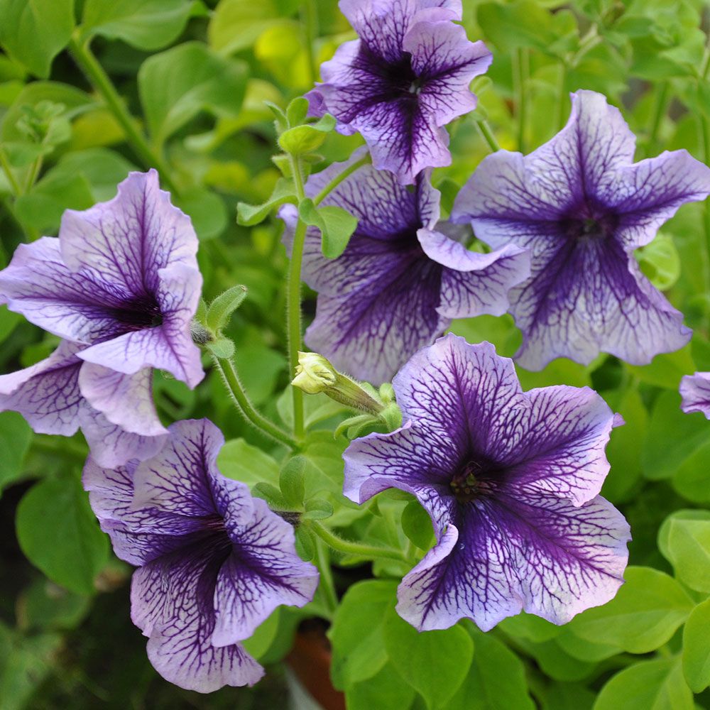 Petunia F1 'Daddy Blue', Lavendelblå blommor med silverton och purpurblå ådring.