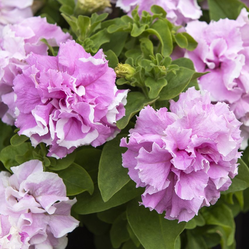Petunia F1 ''''Double Cascade Orchid Mist''''