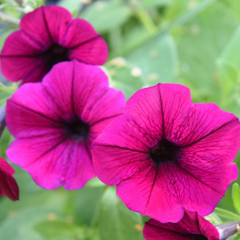 Hängpetunia F1 'Shock Wave Deep Purple', Djupt purpurrosa, stora blommor