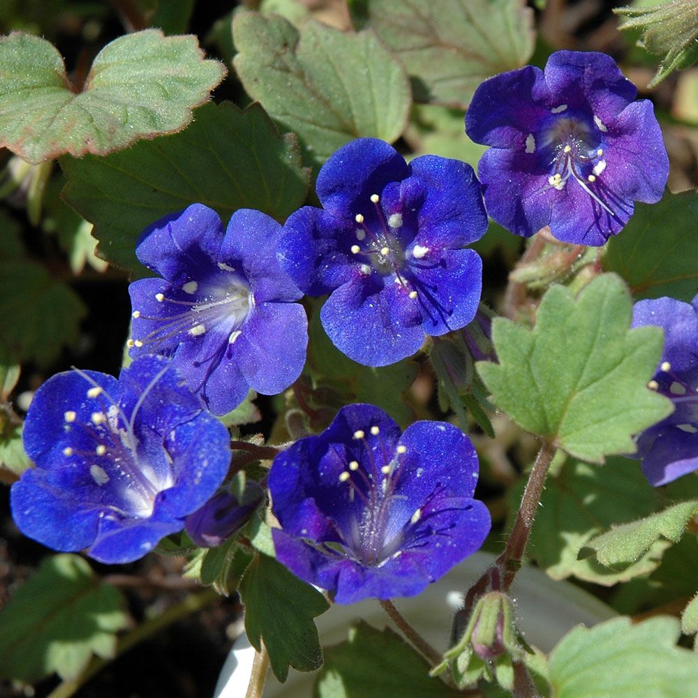 Klockfacelia 'Blue Wonder', Gentianablå klockblommor. Lågt, buskformigt växtsätt