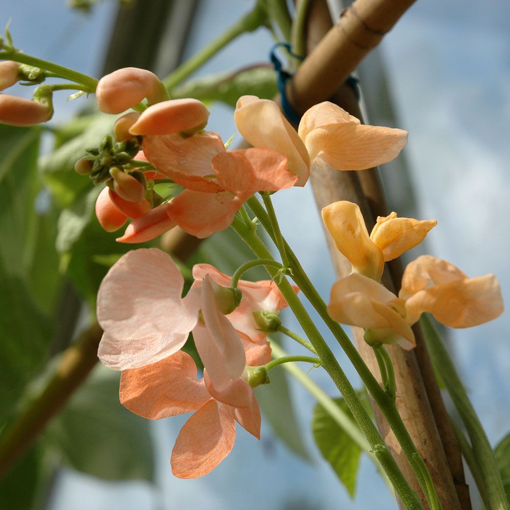 Rosenböna 'Sunset', snabbväxande och lättodlad klättrare med laxrosa blommor.