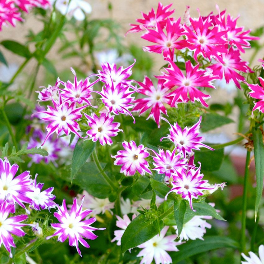 Sommarflox 'Twinkle', stjärnlika blommor i fantasifull färgblandning.