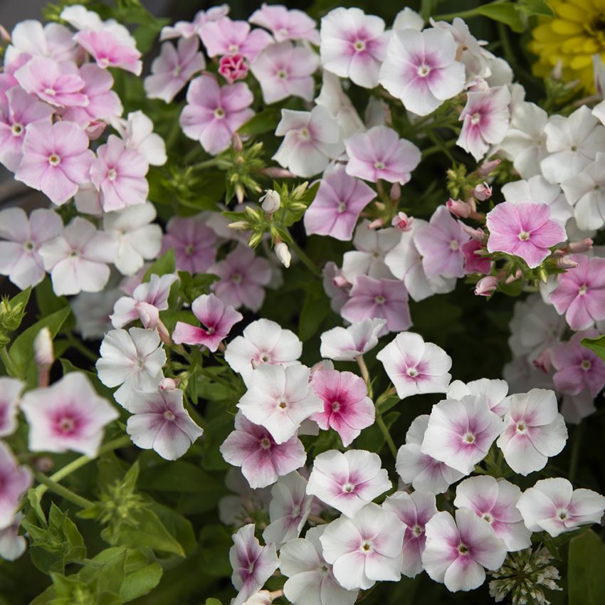 	Sommarflox 'Blushing Bride' små blommor i vitt och rosa. Tätväxande