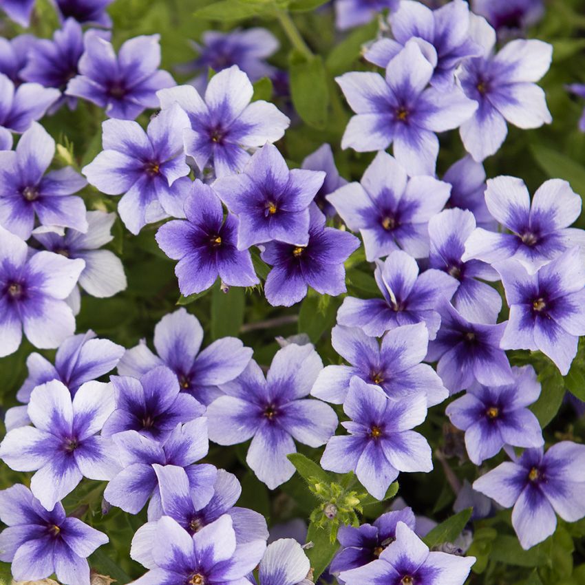 Sommarflox 'Ethnie Light Blue', mörkblå blommor med ljust lavendelblå kant.