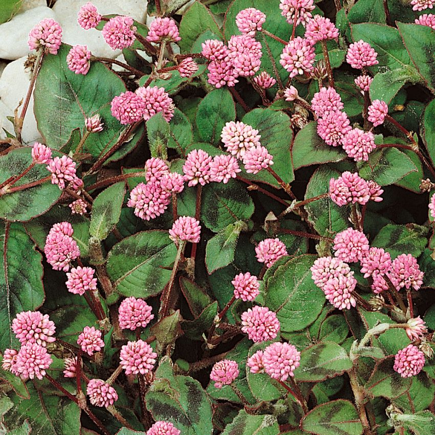 Slingerpilört 'Afghan', Skära, bollika blommor. Bronsfärgade blad.