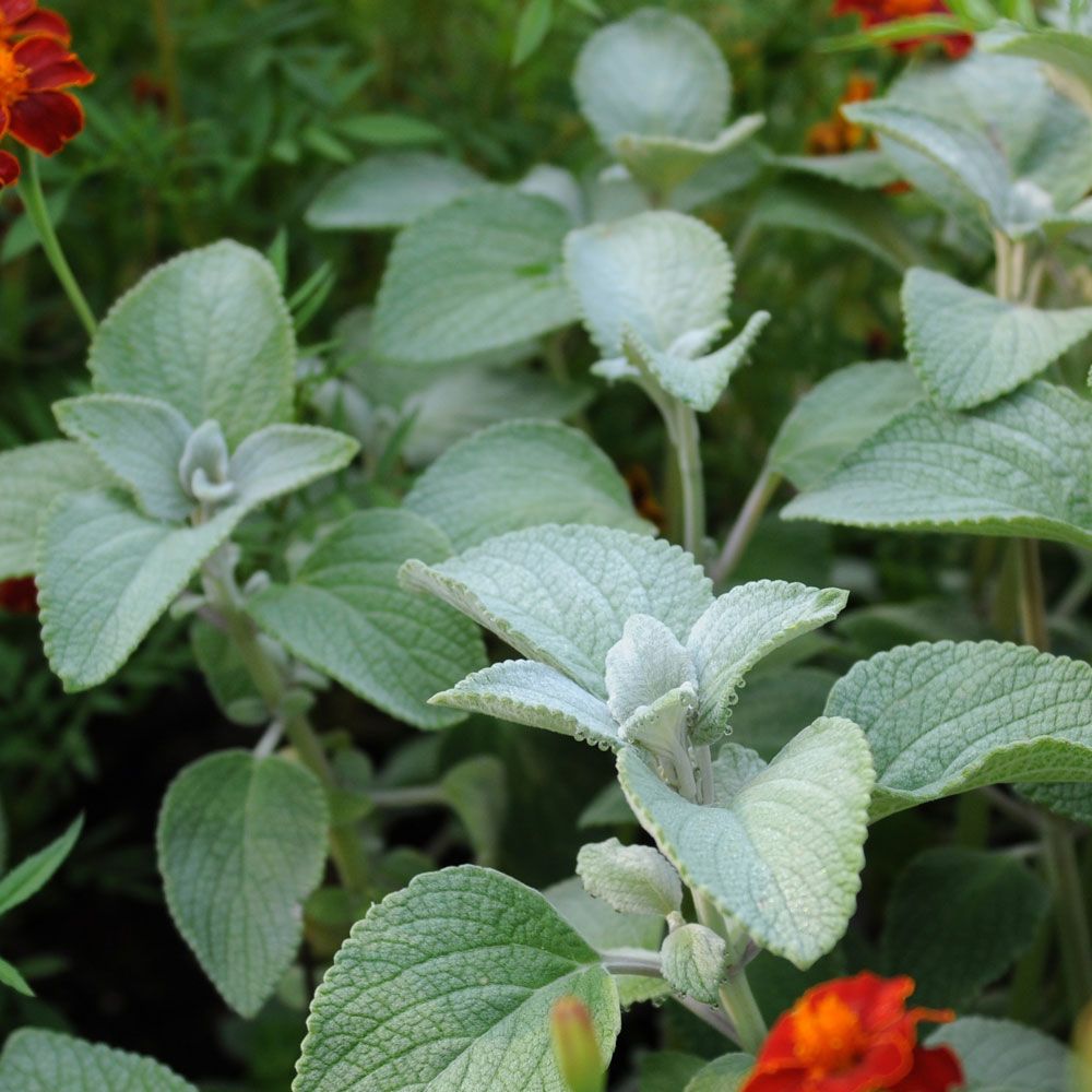 Silverljus 'Silver Shield', silvergröna, ludna blad och små, vita blommor.