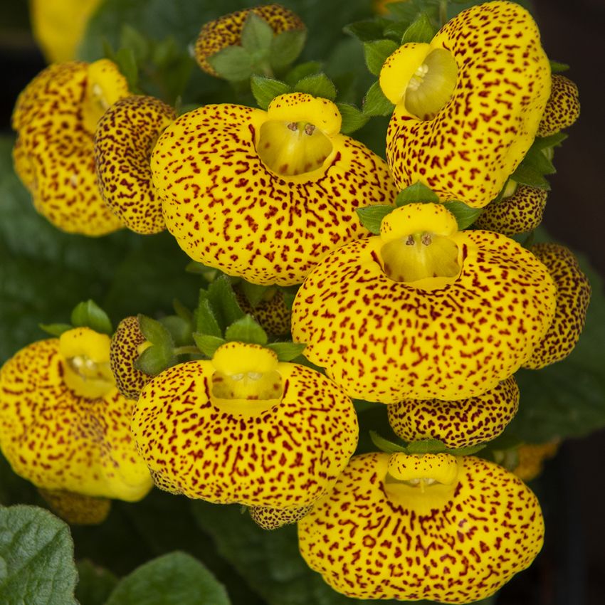 Toffelblomma F1 ''Dainty Yellow with Spots''. Uppblåsta, gula och röda blommor.