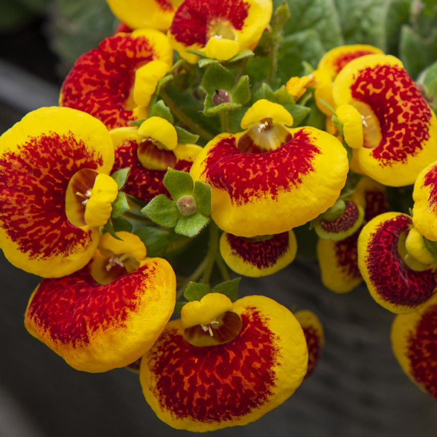 Toffelblomma F1 ''Dainty Red Yellow''. Uppblåsta, lysande solgula blommor.