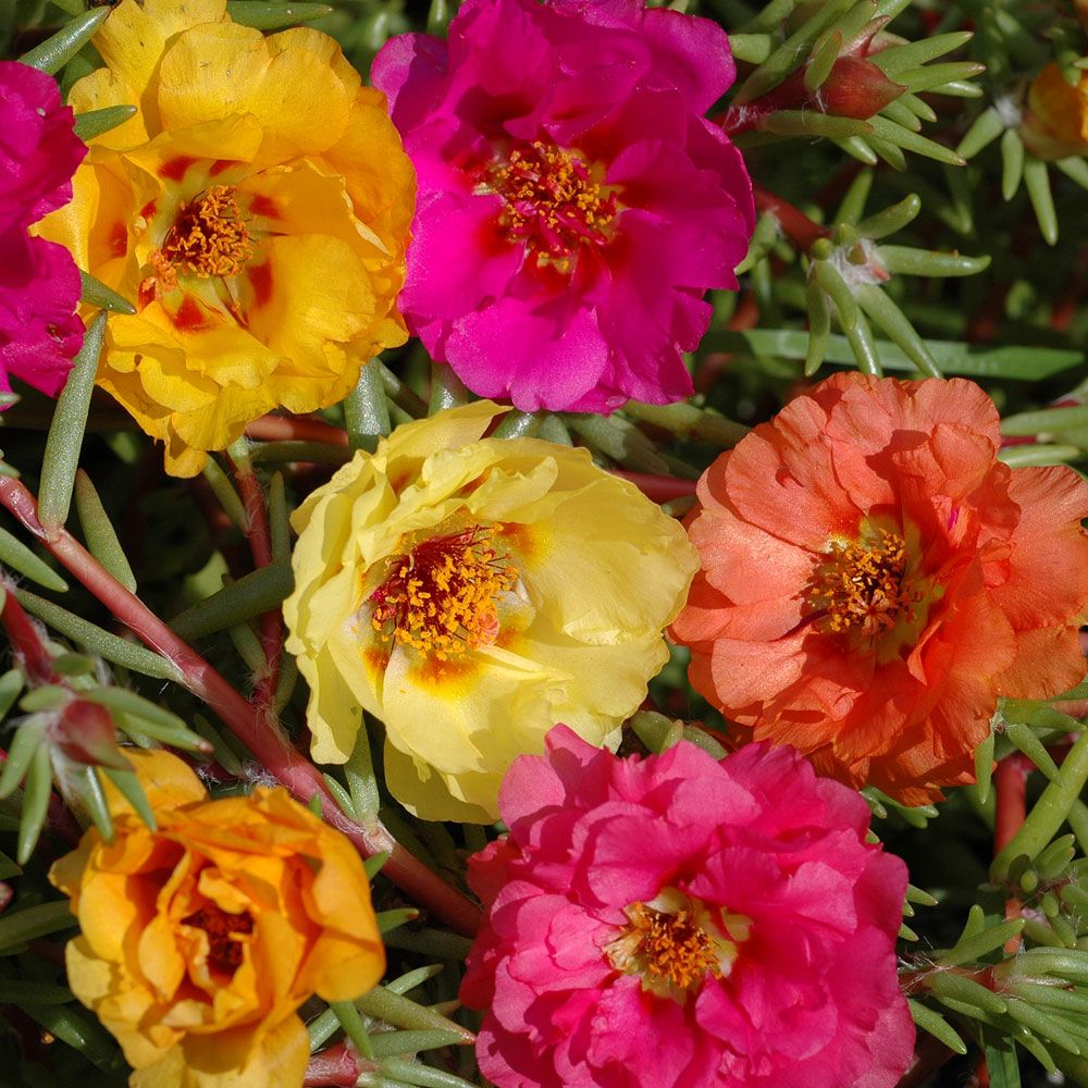 Praktportlak 'Sundial', dubbla, roslika blommor i rosa, aprikos, gult och orange