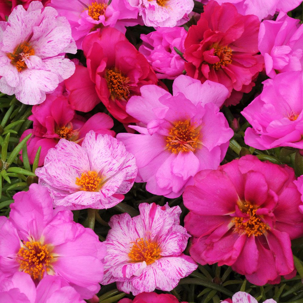 Praktportlak F1 'Happy Hour Pink Passion Mix', Dubbla blommor i rosa nyanser