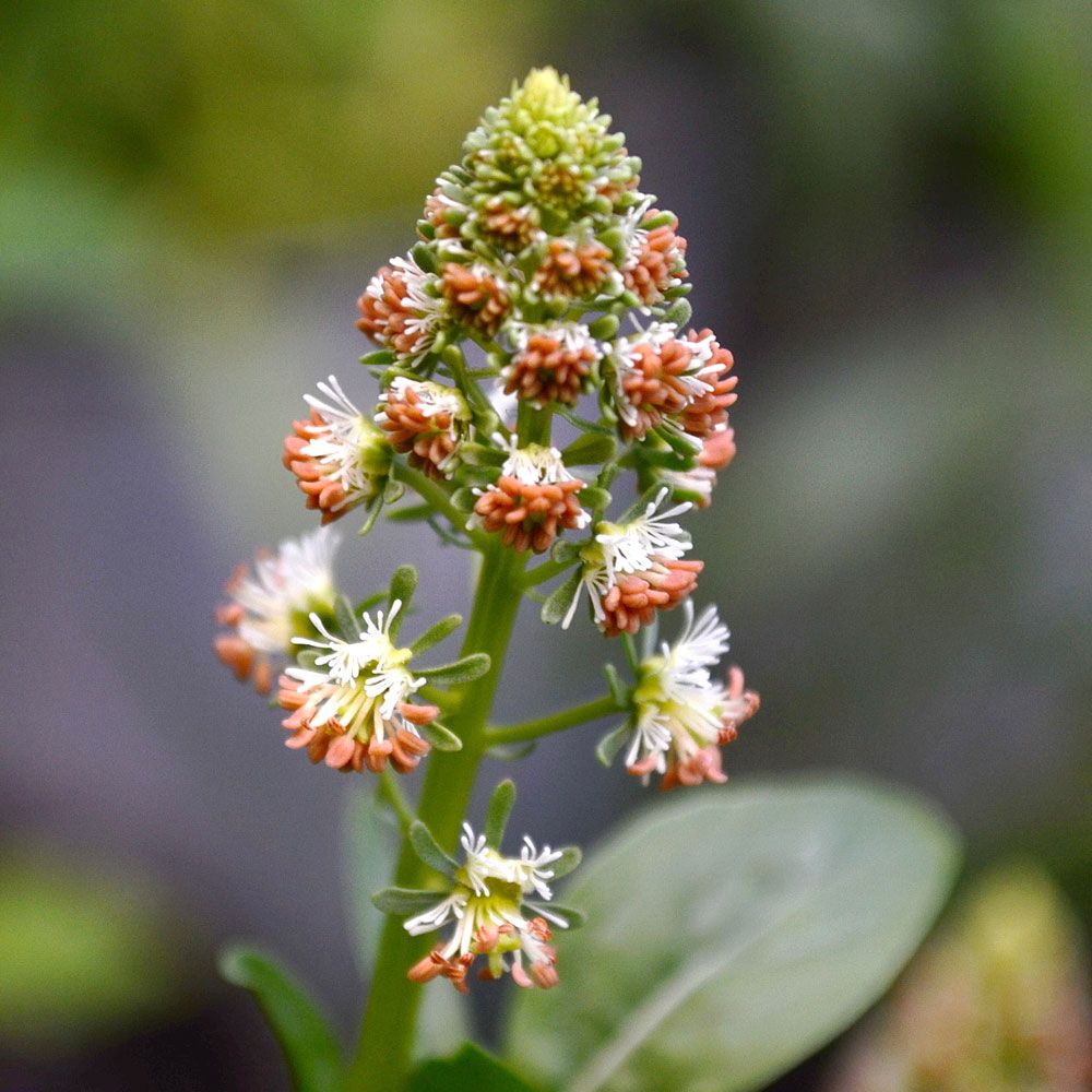 Luktreseda 'Ameliorata', små, röda blommor och gulgröna stödblad, doftande.