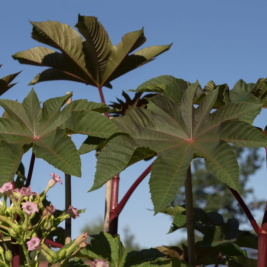 Ricin 'Zanzibarensis' Stora mörkgröna blad med röda nerver