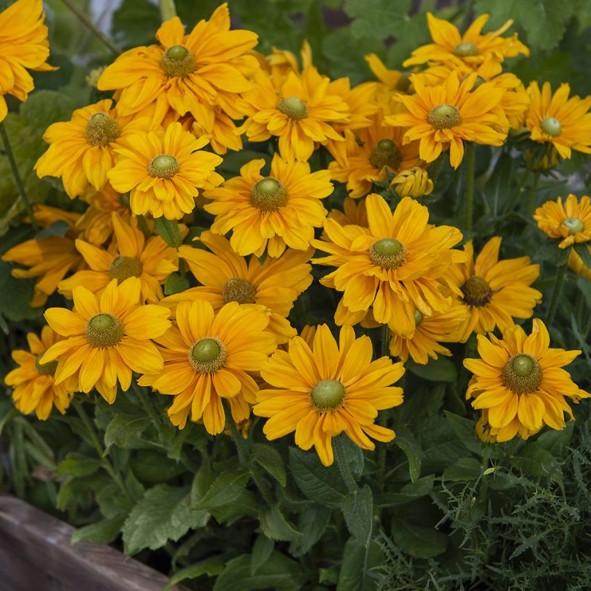Sommarrudbeckia 'Amarillo Gold' stora gula blommor med en grön mitt