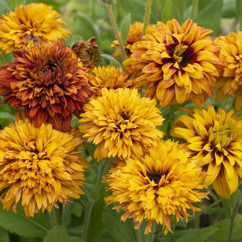 Sommarrudbeckia 'Cherokee Sunset' flerbladig blomma gult, senapsgult och ockra