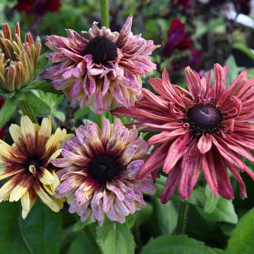 Sommarrudbeckia 'Sahara', Stora blommor i ljusgul, karamellrosa och höströd.