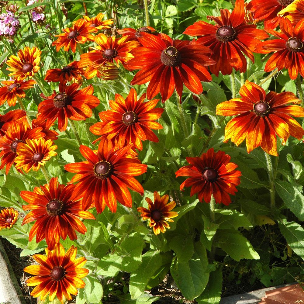 Sommarrudbeckia 'Cappuccino', Stora blommor i nyanser av brons, eldröd, kakao.