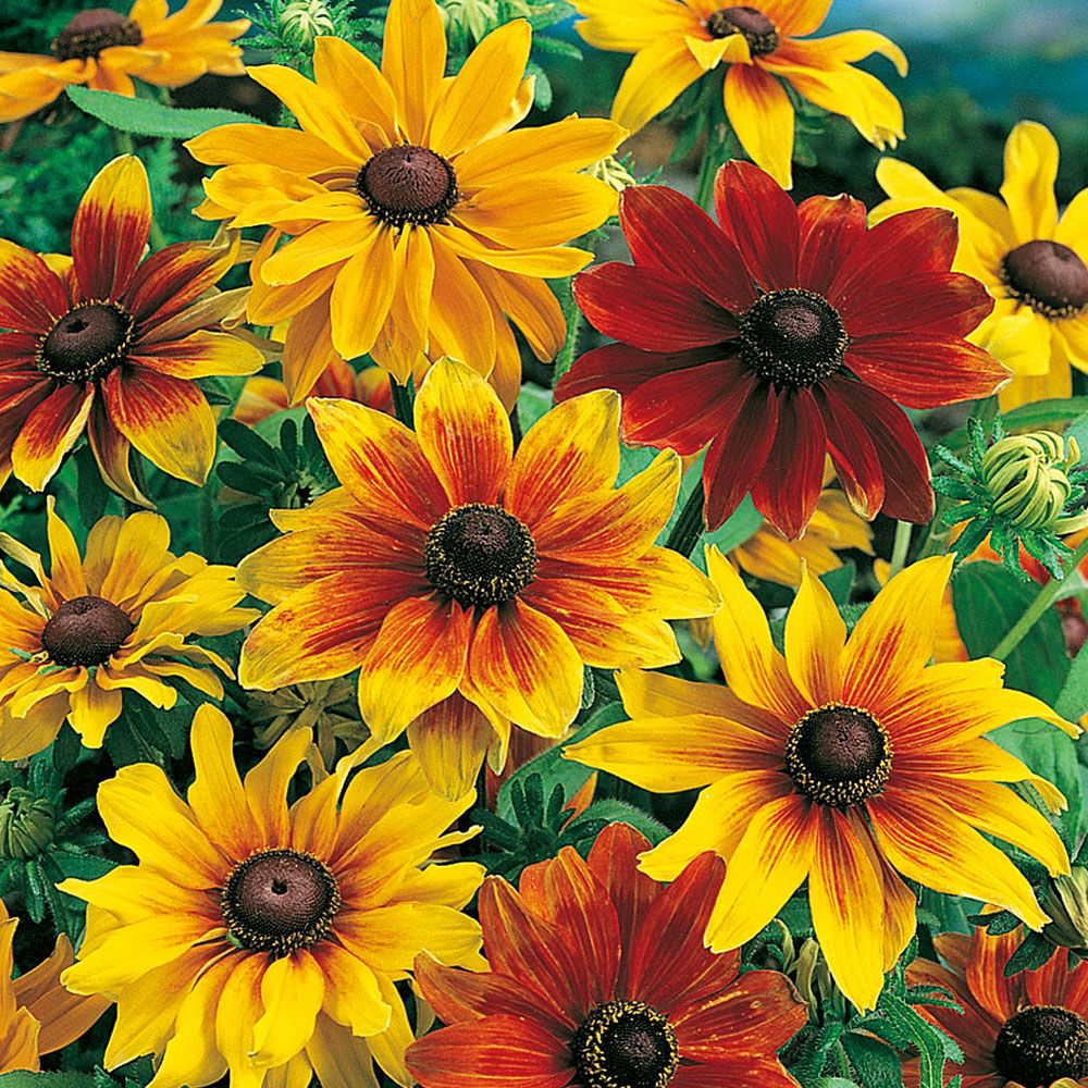 Sommarrudbeckia 'Rustic Dwarf', stora blommor i rödtecknade och gula höstfärger.