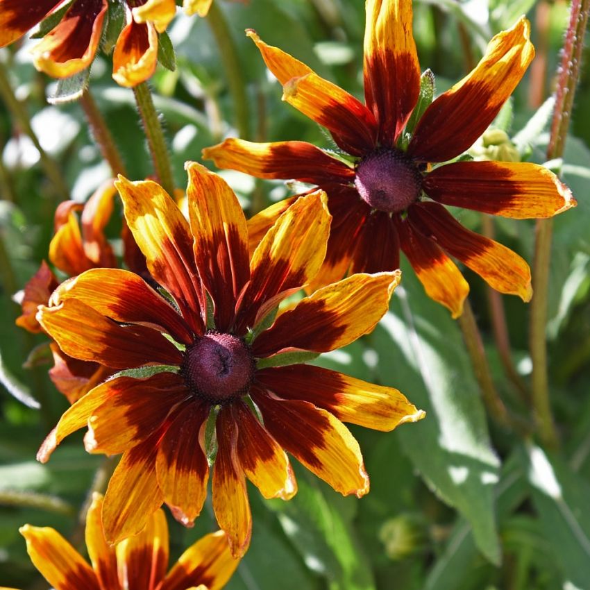 Sommarrudbeckia 'Herbstwald', Robust, bronsröda blommor med apelsingula spetsar.