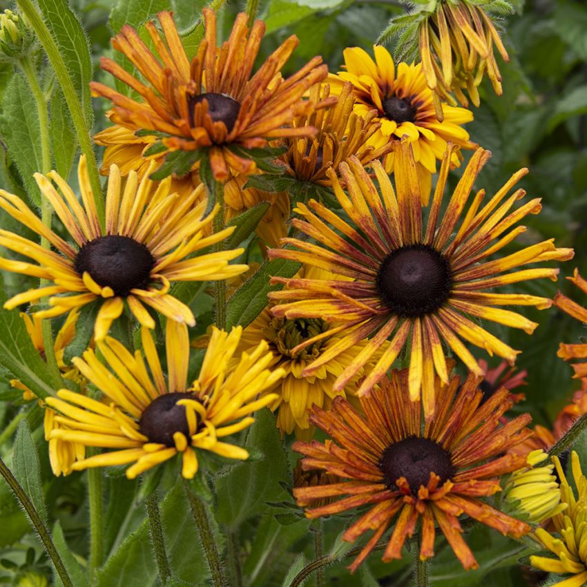 Sommarrudbeckia ''Chim Chiminee'' Kaktusblommande, blommor i roströd och ockragu