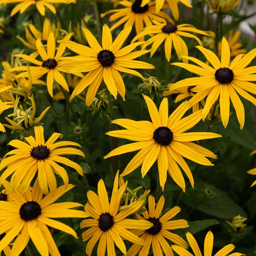 Strålrudbeckia ''Goldblitz''