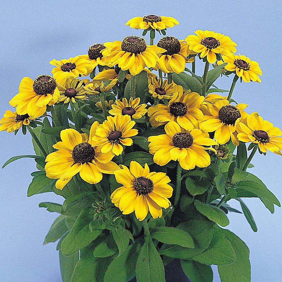 Sommarrudbeckia 'Toto', Halvdubbla, guldgula blommor med chokladbrun mitt.
