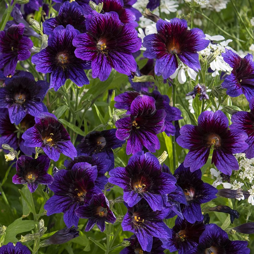 Trumpetblomma 'Kew Blue' djupt blålila trumpetliknande blommor