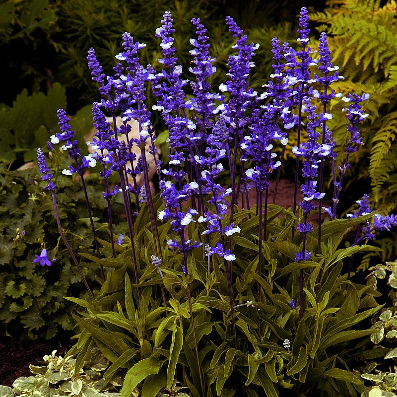 Daggsalvia 'Fairy Queen', Safirblå spiror med vita småblommor silvergrå bladverk