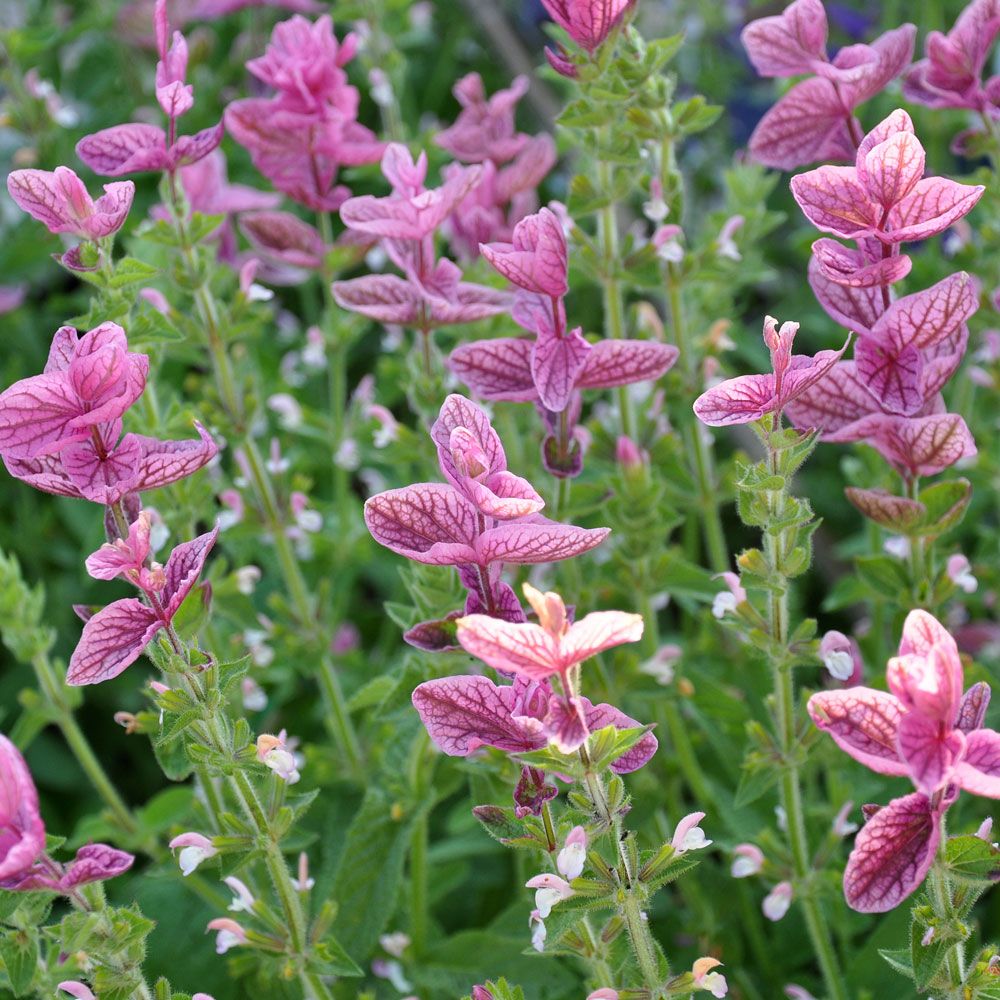 Broksalvia 'Pink Sundae', Rosaröda, ådrade toppstödblad och ljusare småblommor