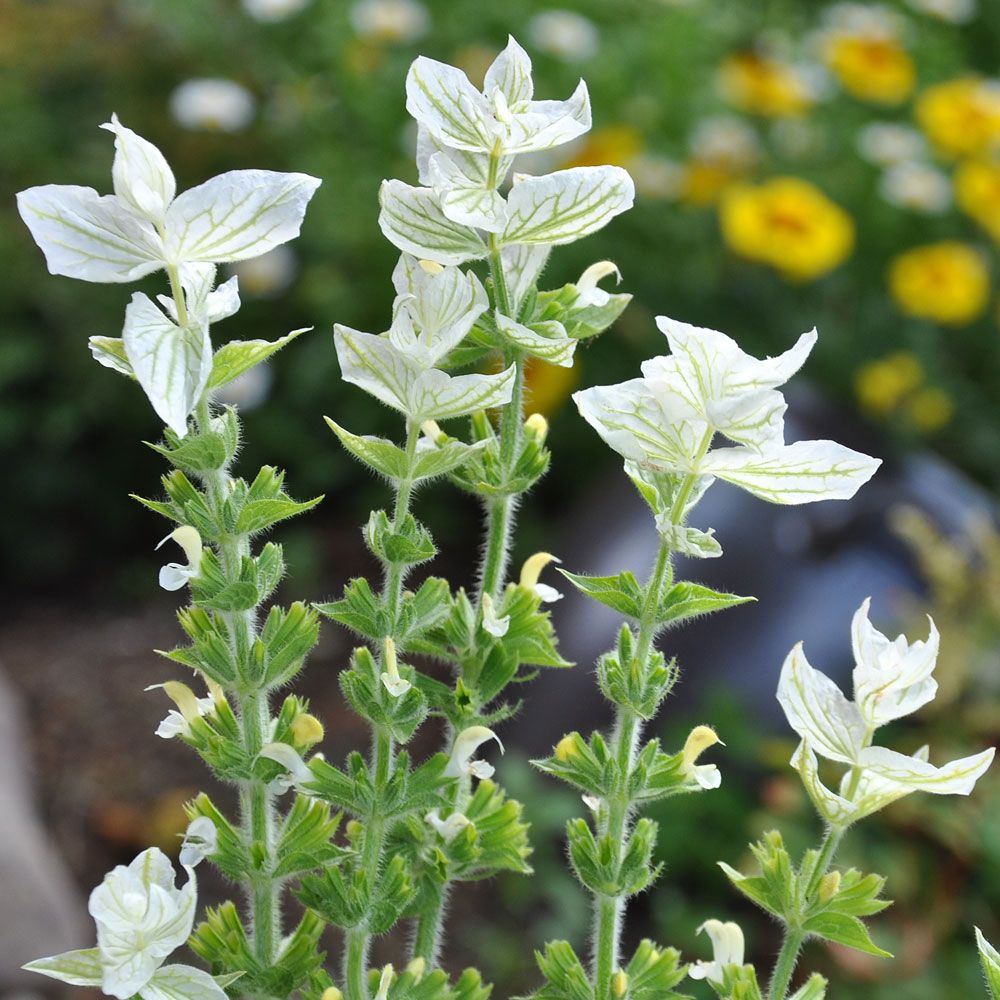 Broksalvia 'White Swan', Vita, vackert ådrade toppstödblad.