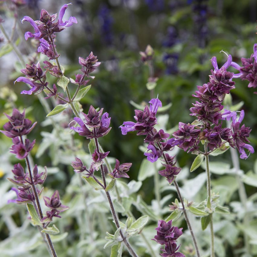 Kanariesalvia 'Lancelot' lila lavendelliknande blommor
