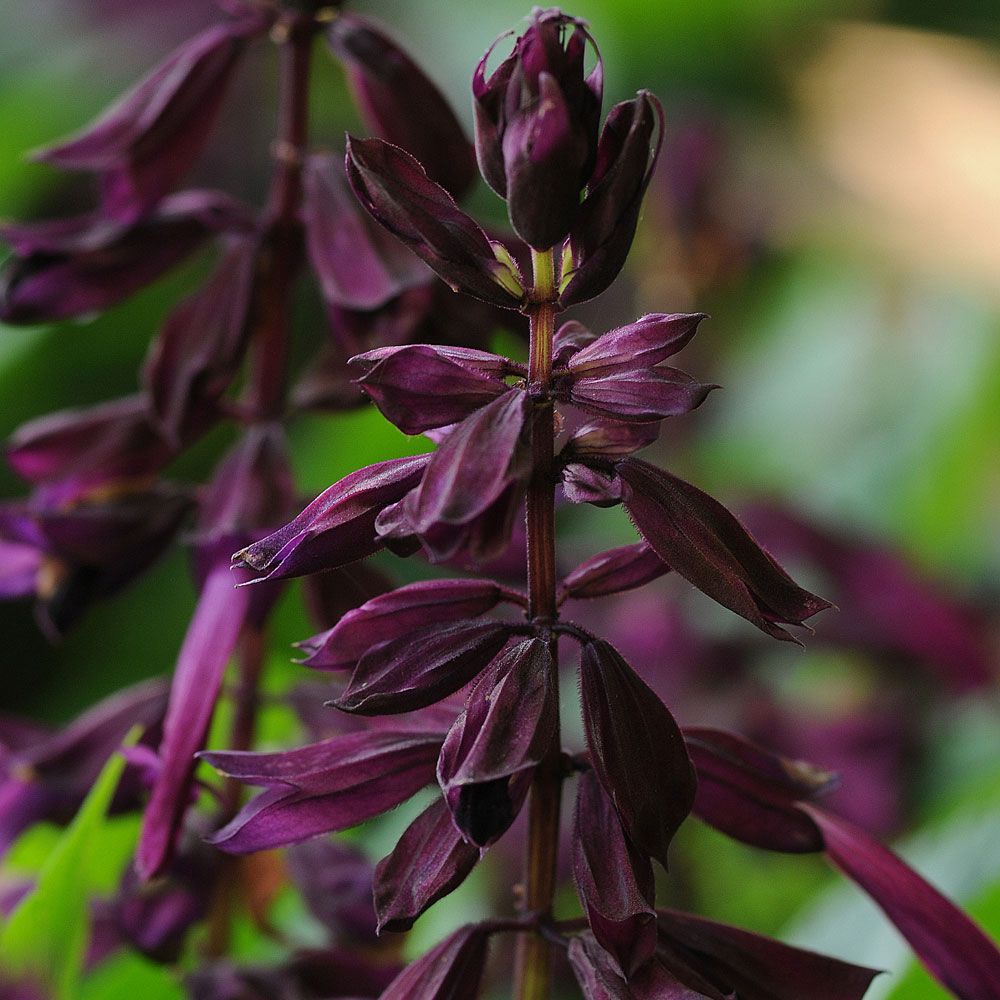 Praktsalvia 'Lighthouse Purple', Hög med dramatiskt purpurfärgade blomspiror.