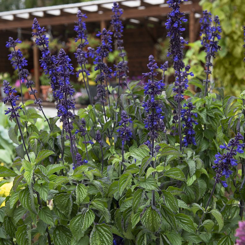 Salvia 'Big Blue' blå blomma med höga lite spretiga blomspiror