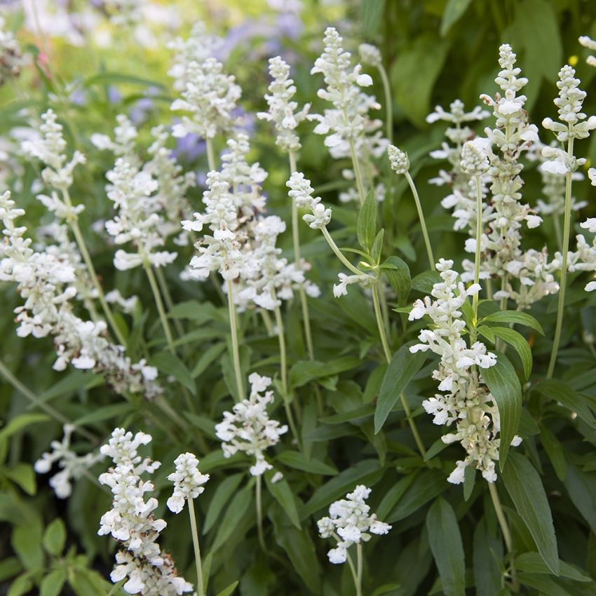 Daggsalvia 'Cirrus', Upprätta spiror av silvervita småblommor över bladverket.