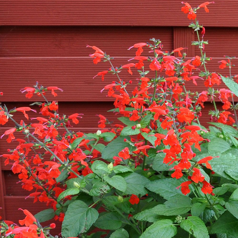 Scharlakanssalvia 'Summer Jewel Red', Lysande röda blommor.