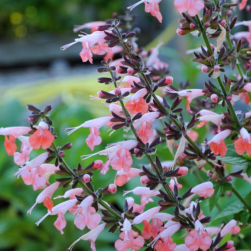 Scharlakanssalvia 'Summer Jewel Pink', Ljust laxrosa blommor på mörka stjälkar.