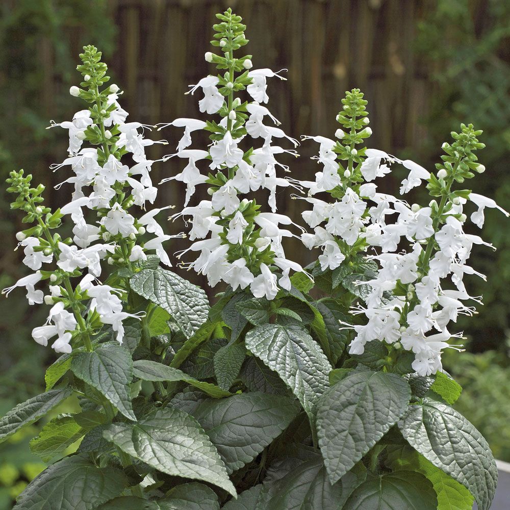 Scharlakanssalvia 'Summer Jewel White', Tidig, låg blomstersalvia i renaste vitt