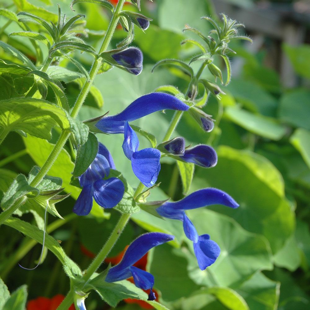 Blåsalvia, Intensivt gentianablå, 5 cm stora läppblommor i gracila klasar.