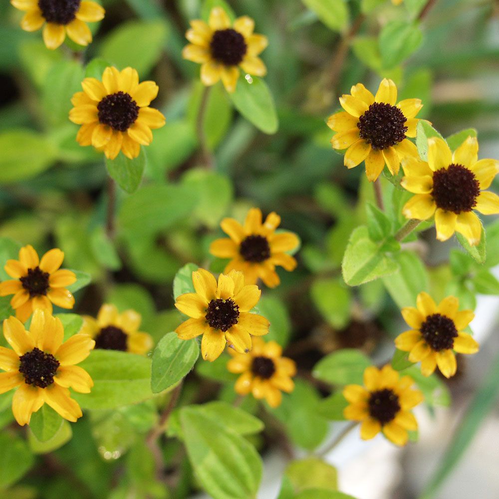 Husarknappar, gula blommor som liknar miniatyrsolrosor med stor, rödbrun mitt.