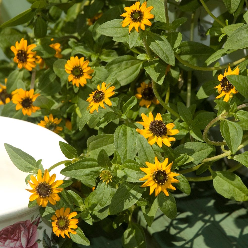 Husarknappar 'Mandarin Orange', Orangefärgade, enkla blommor med mörk mitt.
