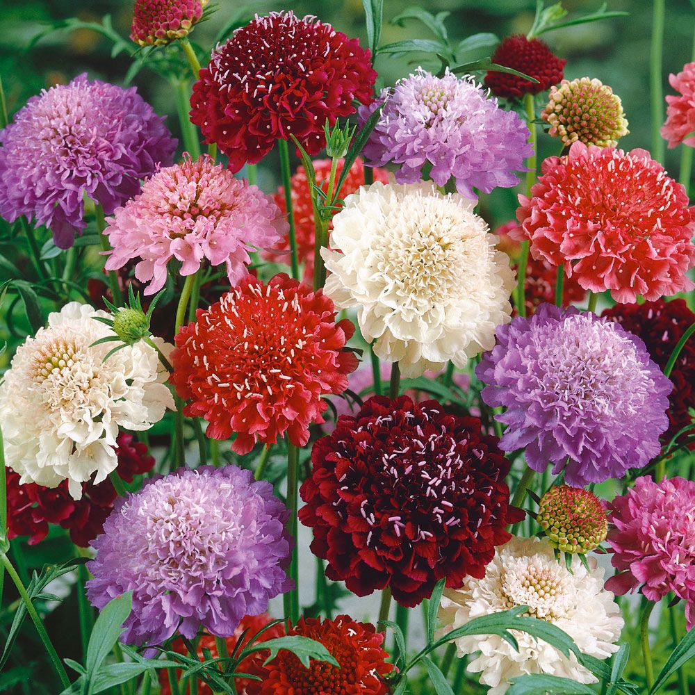 Praktvädd, Täta, dubbla blommor på höga stjälkar. Väldoftande färgmix.