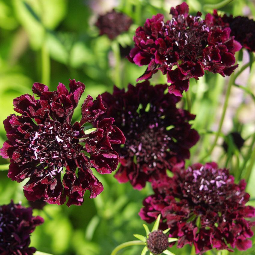Praktvädd 'Magic Night', Stora, dubbla, mörkt purpurfärgade, doftande blommor.