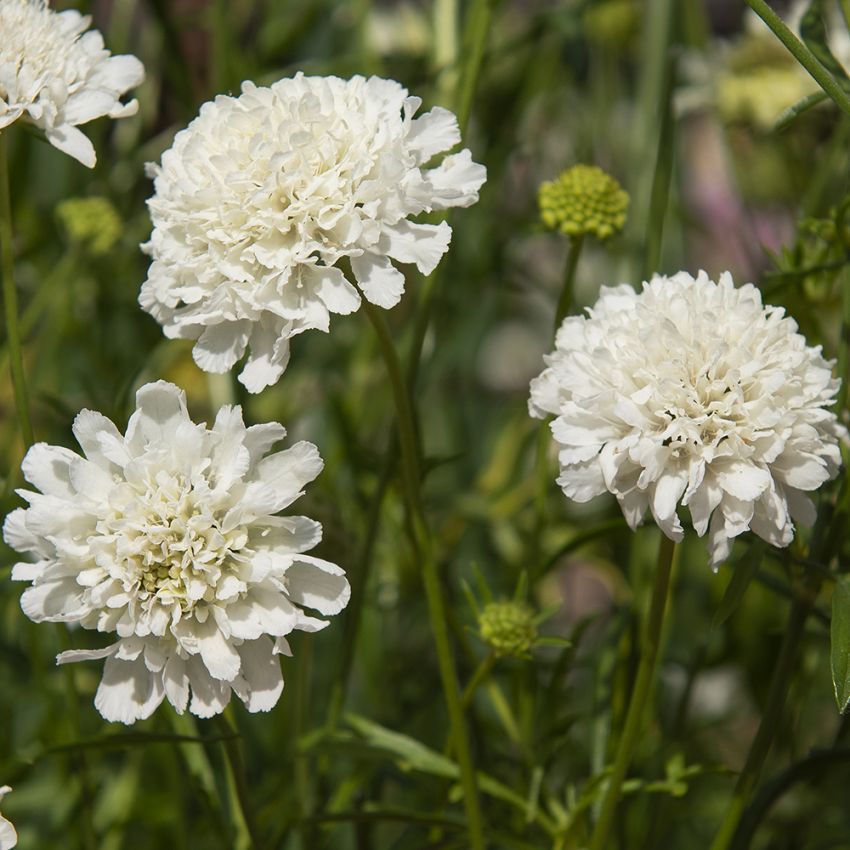 Praktvädd ''Snowmaiden'', blommor i gnistrande vitt med cremevita knoppar.