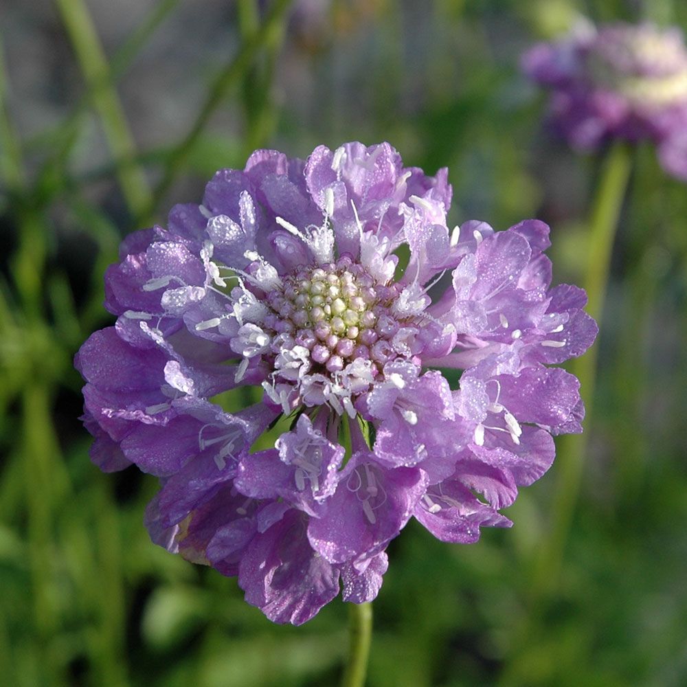 Praktvädd 'Oxford Blue', Stora, dubbla, doftande korgblommor i indigoblå nyans.