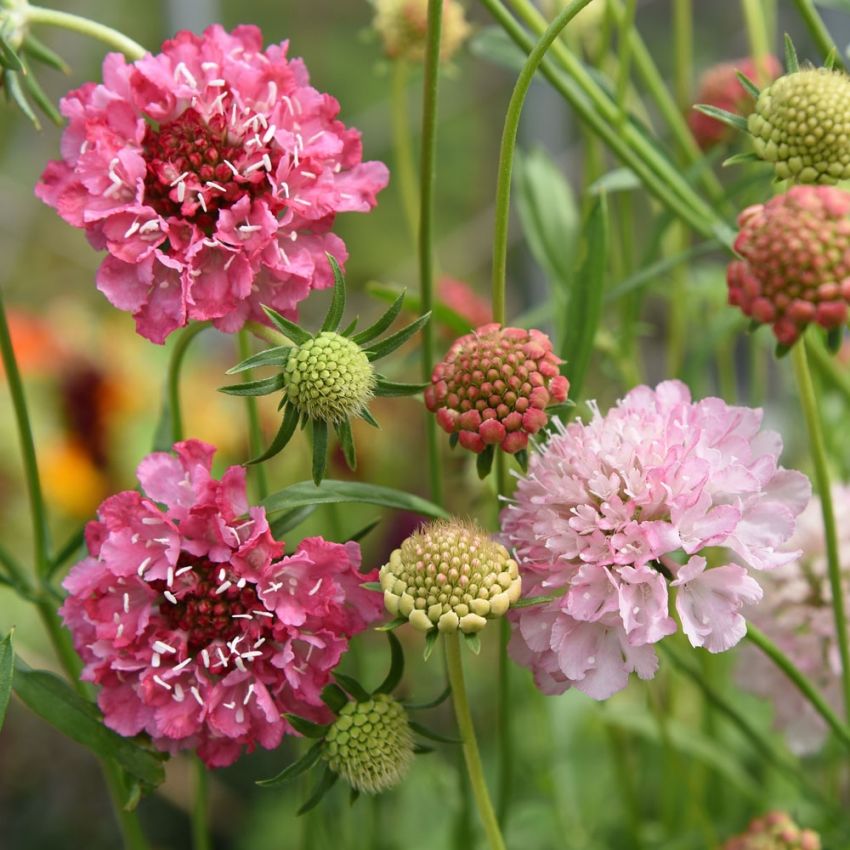 Praktvädd ''Salmon Queen'' Stora, tätt, dubbla blommor i fina rosa toner