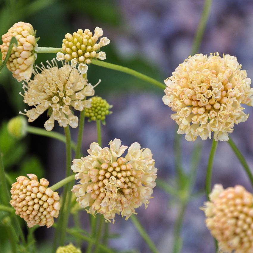 Praktvädd ''Fata Morgana'', dubbla blommor i en gräddgul till aprikos nyans.